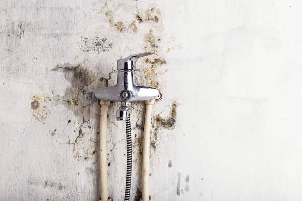 Best Mold Removal and Inspection  in Earlington, KY