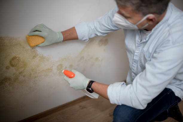 Best Fast Mold Removal  in Earlington, KY