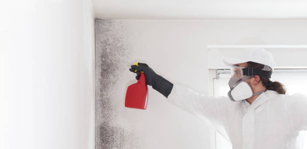 Best Same-Day Mold Removal  in Earlington, KY