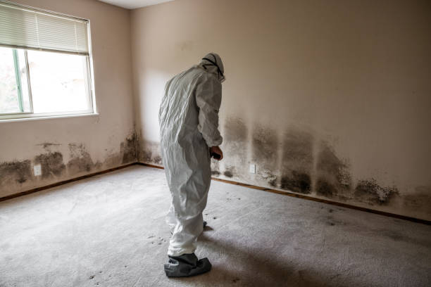 Mold Removal Process in Earlington, KY